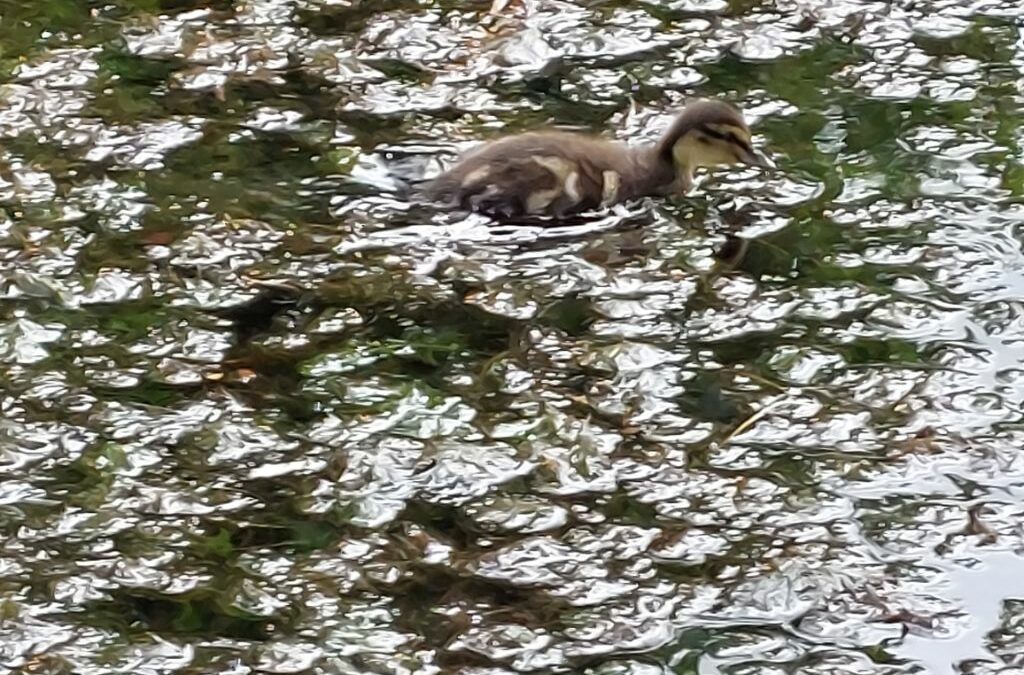 Enten-Kinder in Münsingen